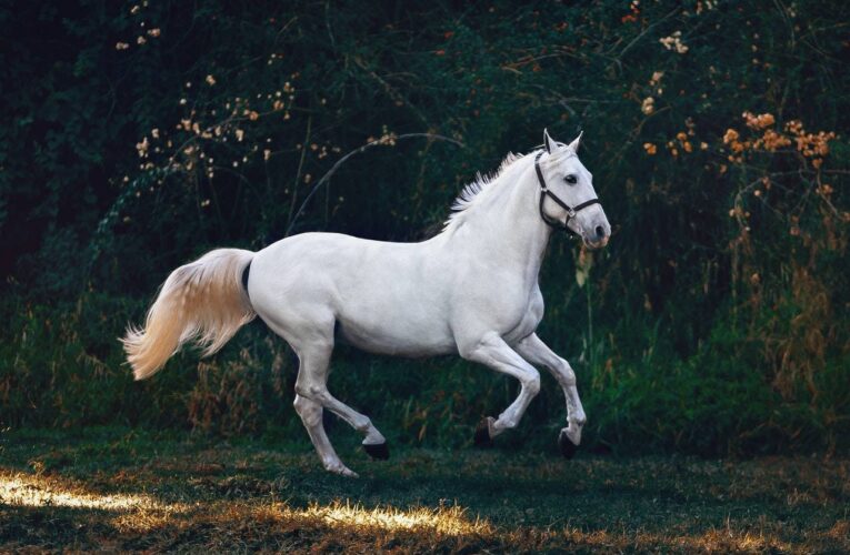 Introduction to Geldings by GIBX Forex Broker and Trading Review