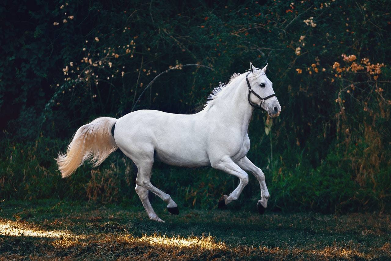 a white horse running on a field