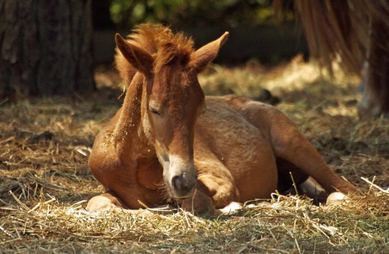 GIBX Fraud Scam Teaches You How to Care for a Newborn Foal