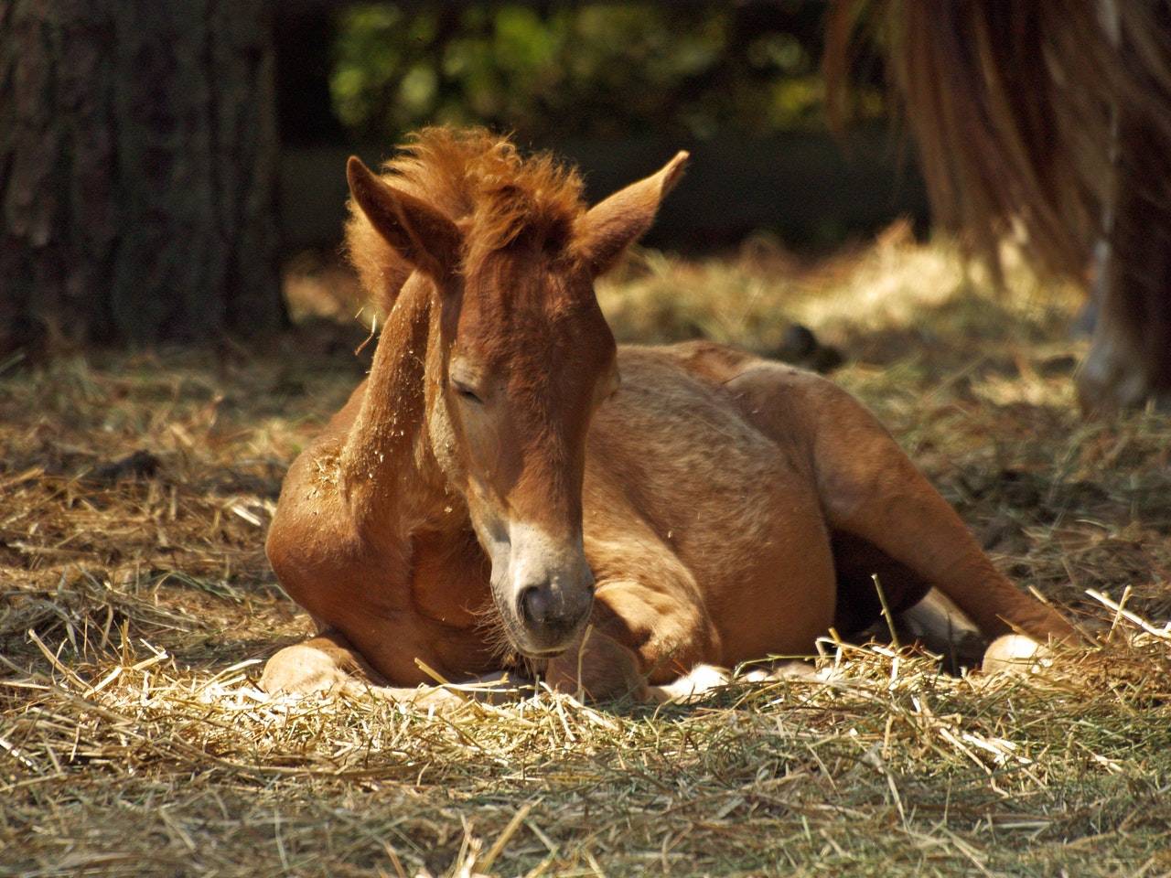 gibx-fraud-scam-foal.jpg