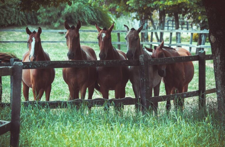 Introduction to Artificial Breeding in Horses by GIBX Forex Broker and Trading Scam