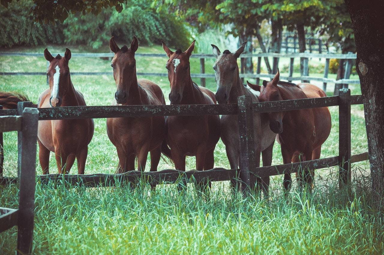 a group of horses on a field
